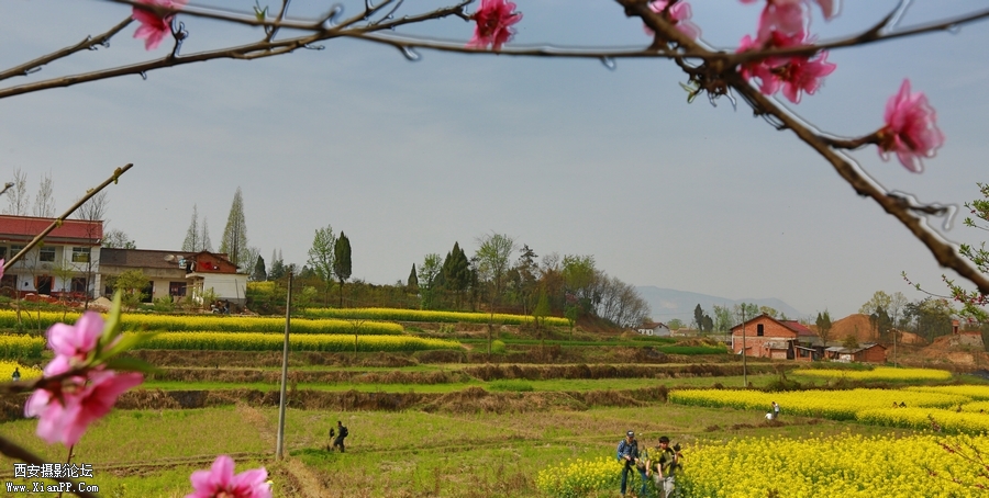 汉中油菜花 (3).jpg