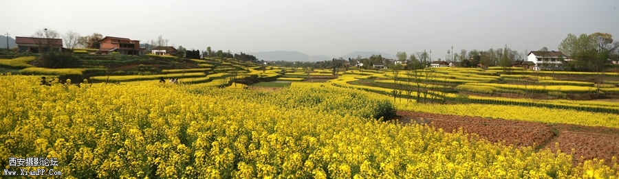 汉中油菜花 (7).jpg