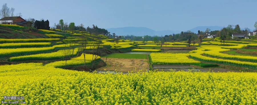 汉中油菜花 (14).jpg