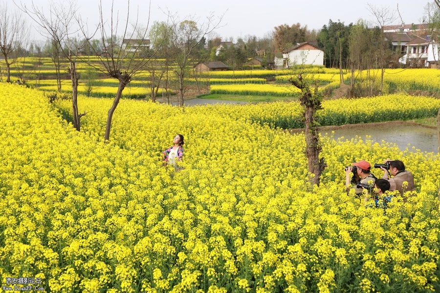 汉中油菜花 (17).jpg