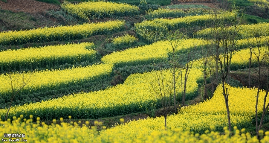 汉中油菜花 (26).jpg