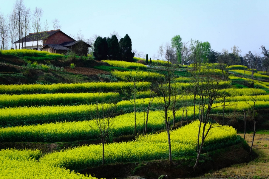 汉中油菜花062.jpg