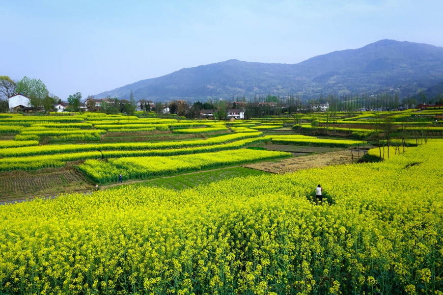 汉中油菜花081.jpg