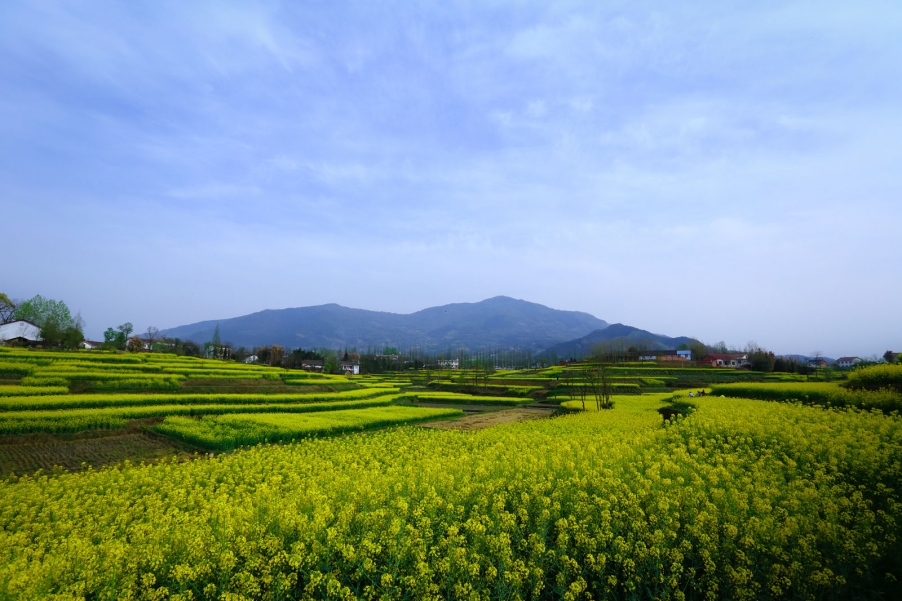 汉中油菜花093.jpg