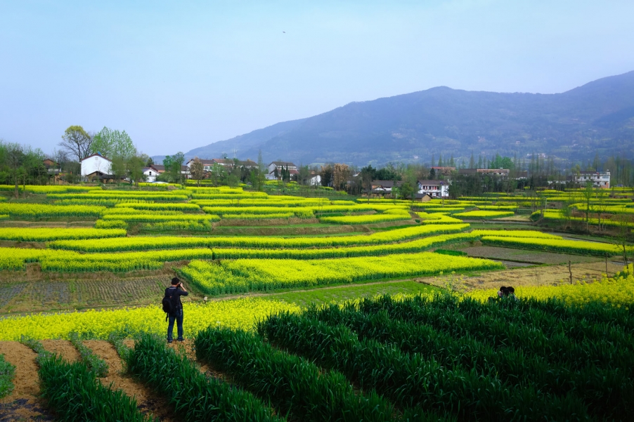 汉中油菜花096.jpg