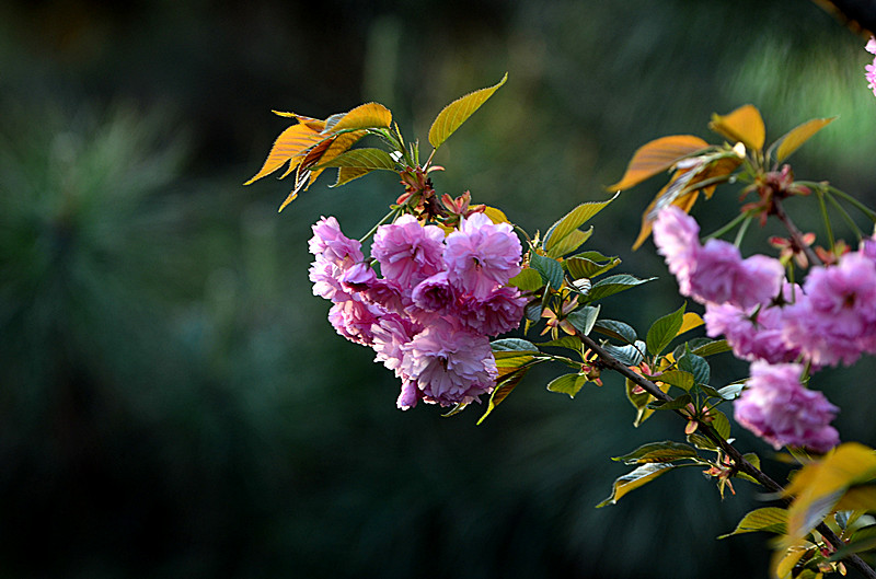 DSC_8032_副本.jpg