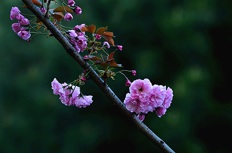 DSC_8033_副本.jpg