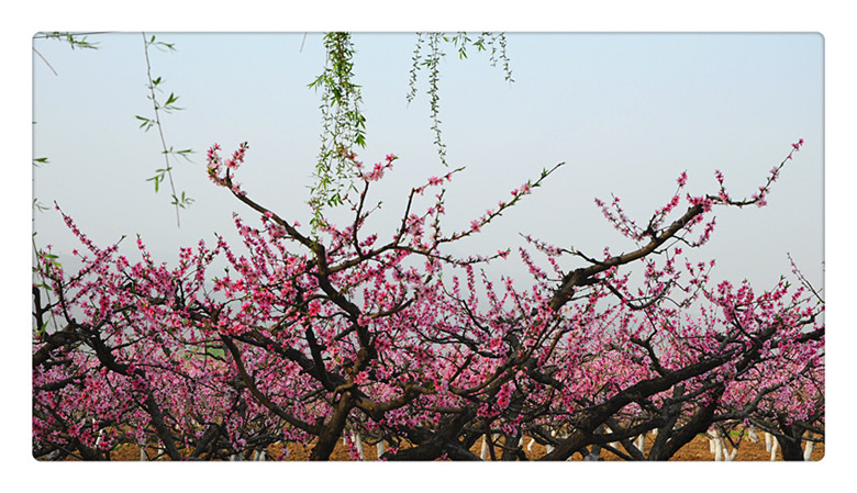 DSC_0013_副本.jpg