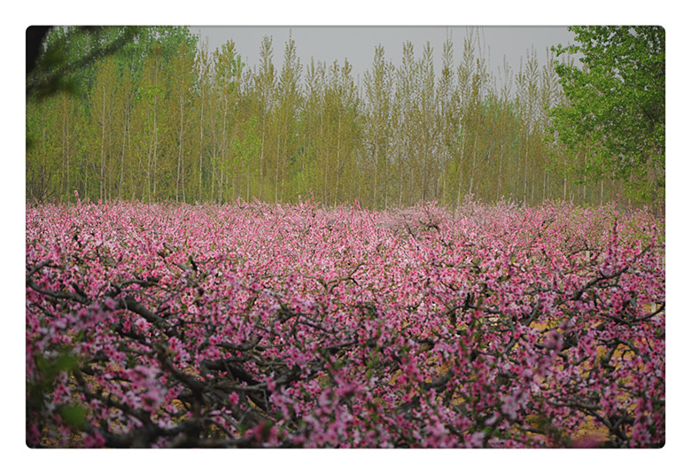 DSC_0023_副本.jpg