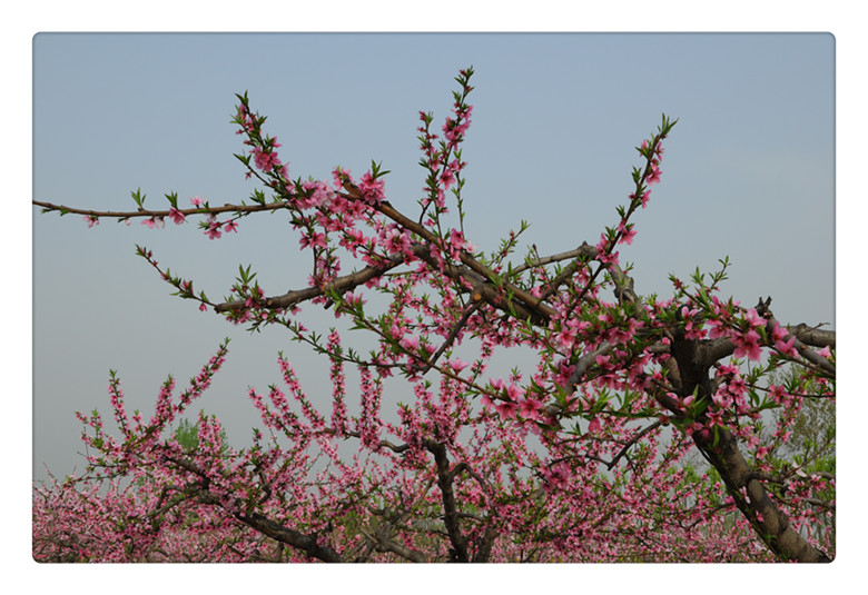 DSC_0029_副本.jpg