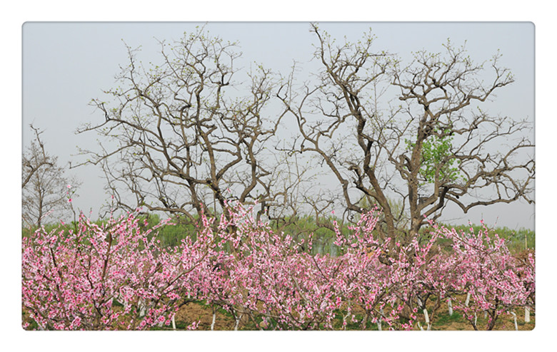 DSC_0044_副本.jpg