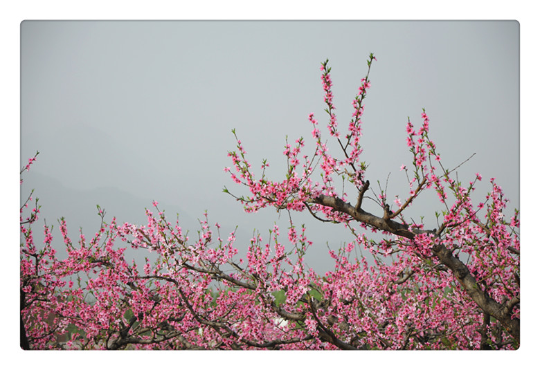 DSC_0042_副本.jpg