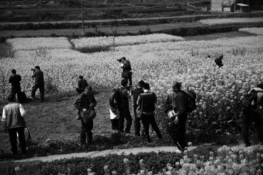 汉中油菜花记0009.JPG