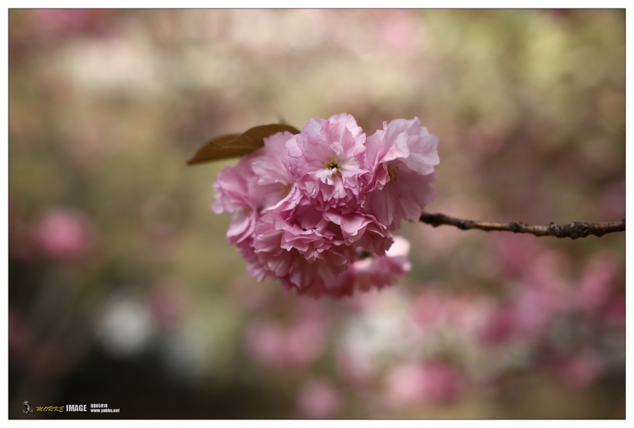 1G8A4233a.jpg