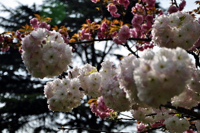 DSC_0026_副本.jpg