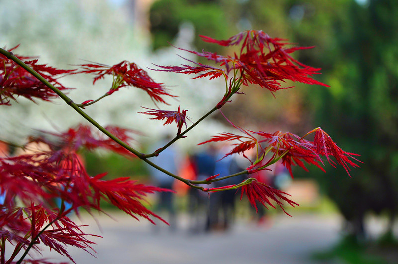 DSC_0206_副本.jpg