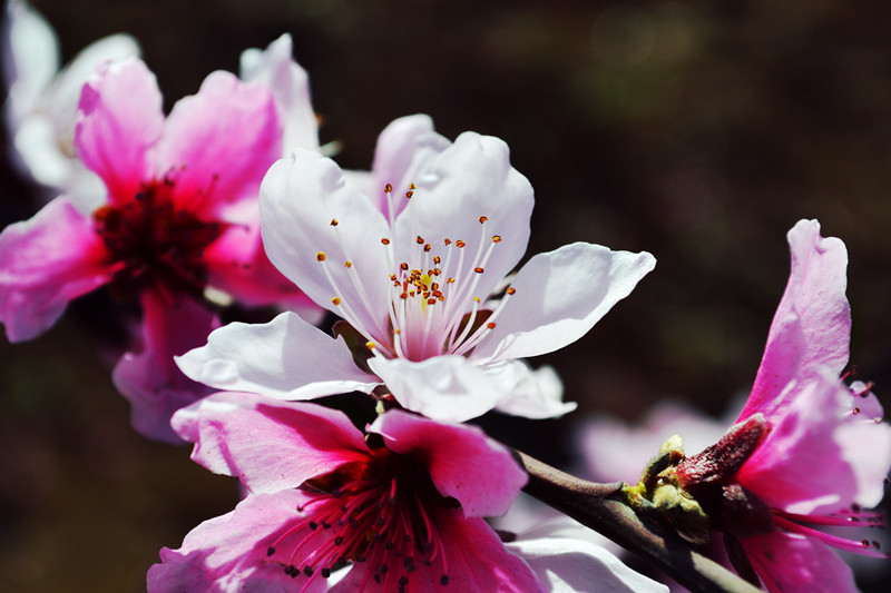 DSC_2296_副本.jpg