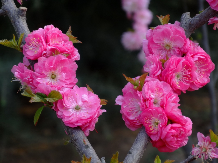 DSC00325A_调整大小.jpg