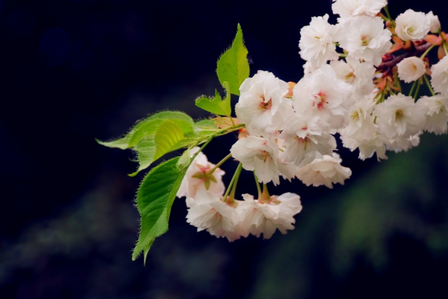 满枝樱花.jpg
