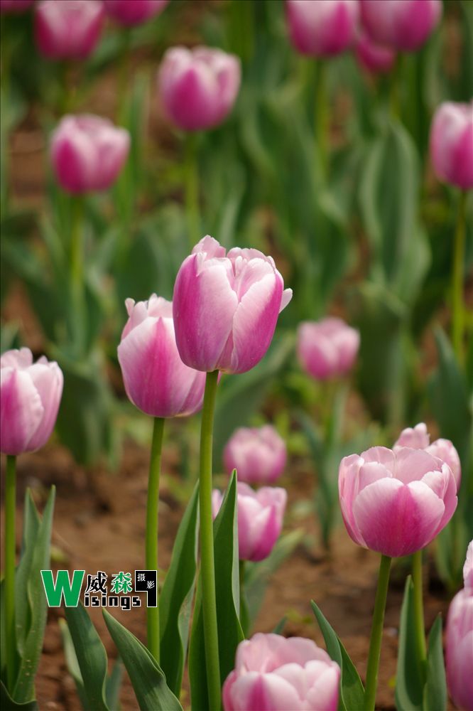 IMGP5942.JPG