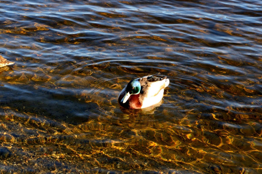 DSC_3020.jpg