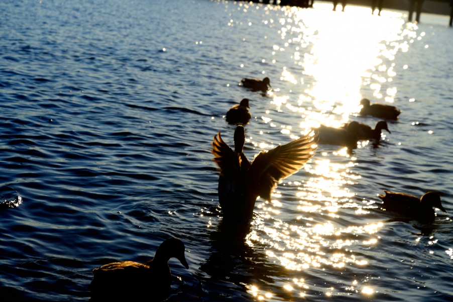 DSC_3037.jpg