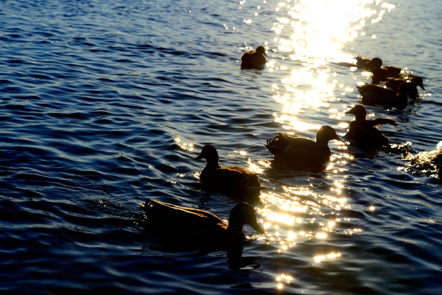 DSC_3038.jpg