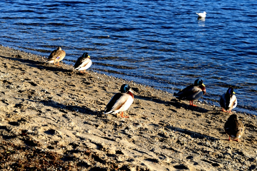 DSC_3063.jpg
