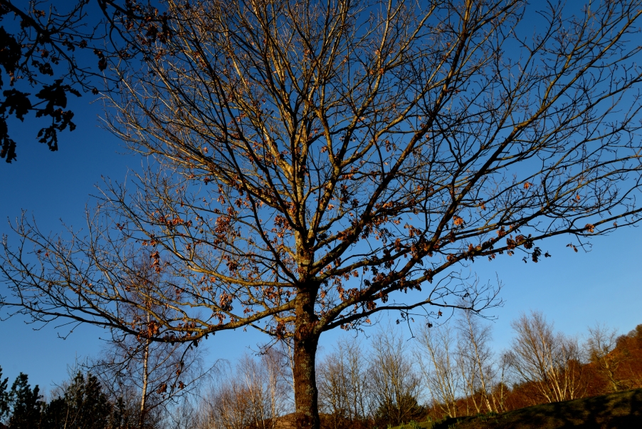DSC_3091.jpg