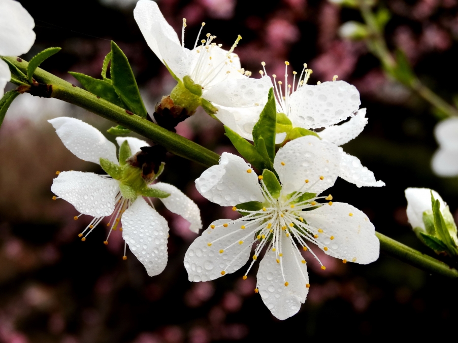 DSC00190A_调整大小.jpg