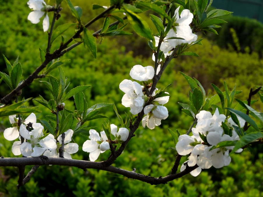 DSC00425A_调整大小.jpg