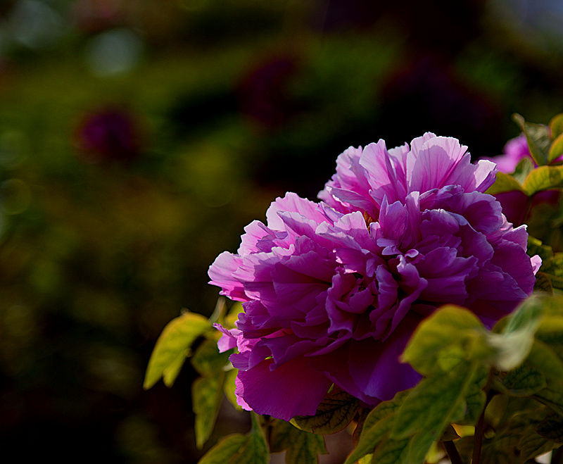 DSC_1415_副本.jpg