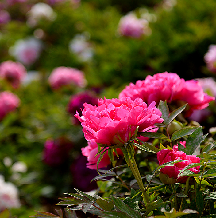 DSC_1442_副本.jpg