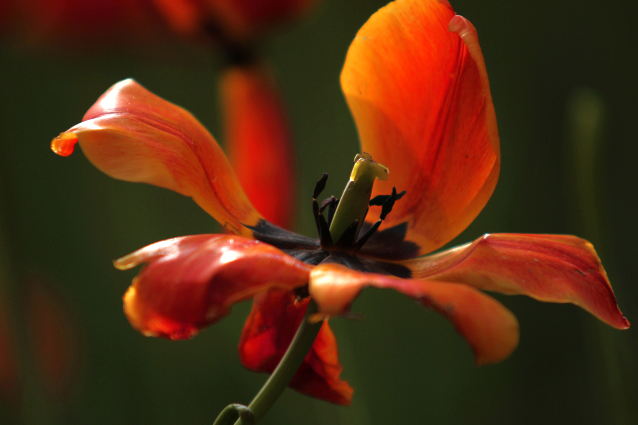 DPP_0040.JPG