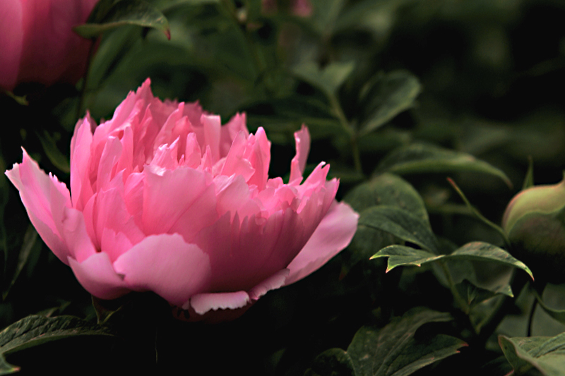 DPP_0048.JPG