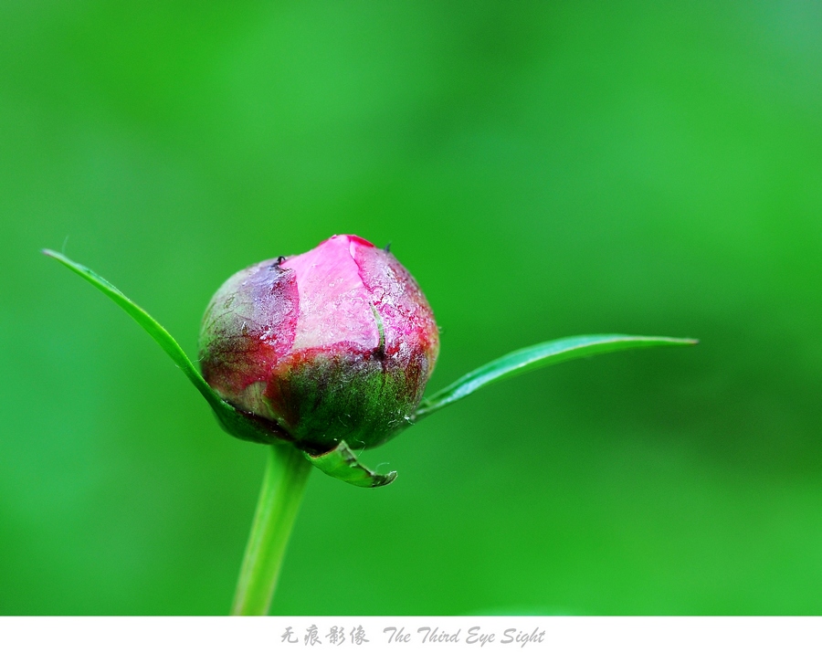 DSC_0601.jpg