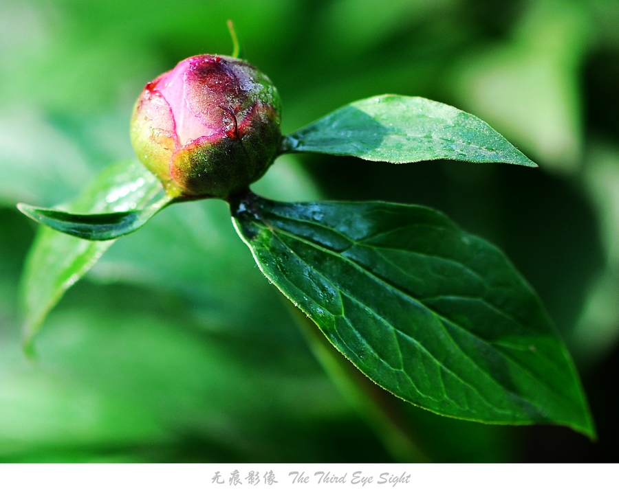 DSC_0617.jpg