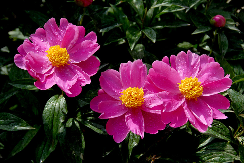 芍药 花 (9).jpg