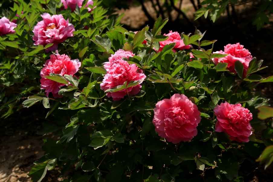 _MG_9694A_调整大小.jpg