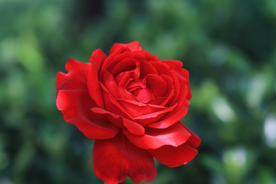 牡丹花25.jpg