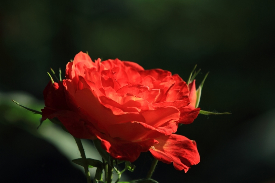 牡丹花28.jpg
