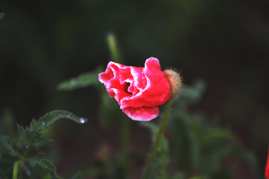 DSC_0002.jpg