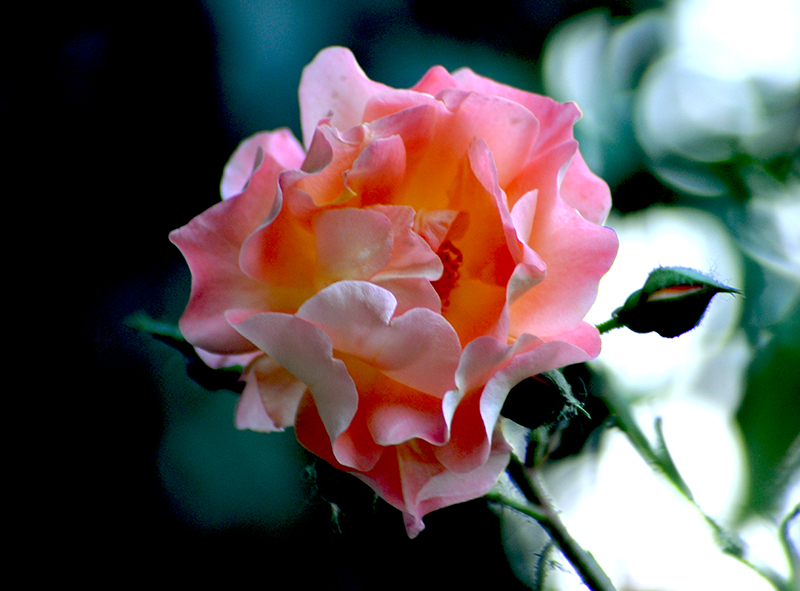 DSC_1478.jpg
