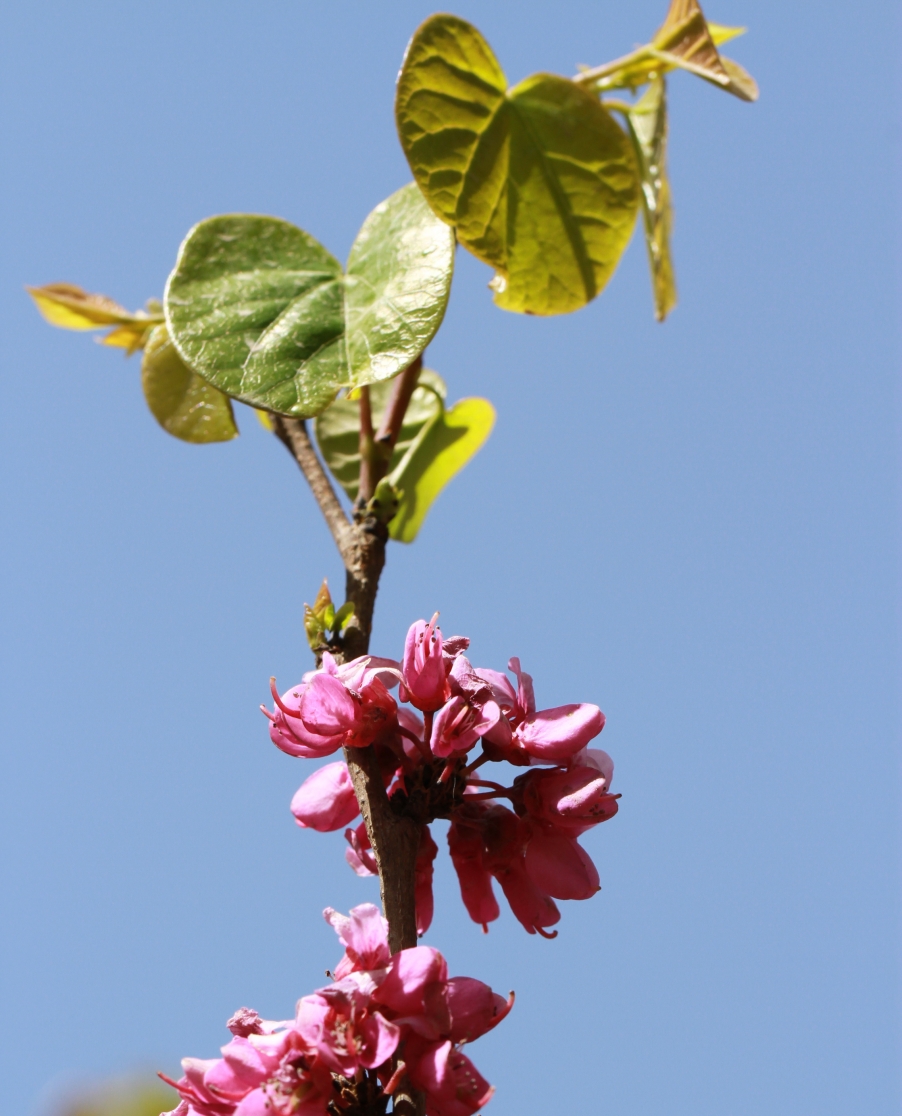 花语向天.jpg