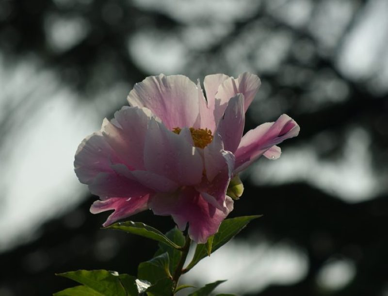 DSC02634.JPG