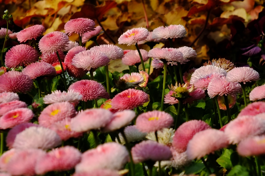 DSCF5303.JPG
