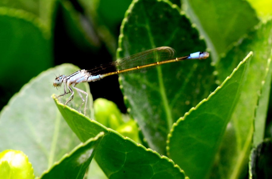DSC_0608蜻蜓1.jpg