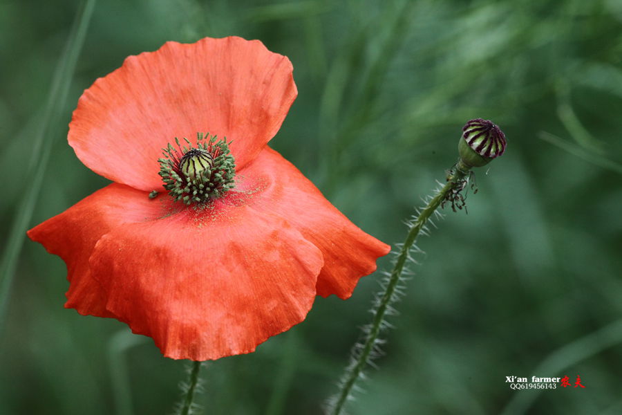 浐灞虞美人 095.JPG