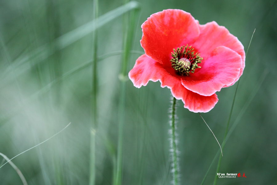 浐灞虞美人 126.JPG