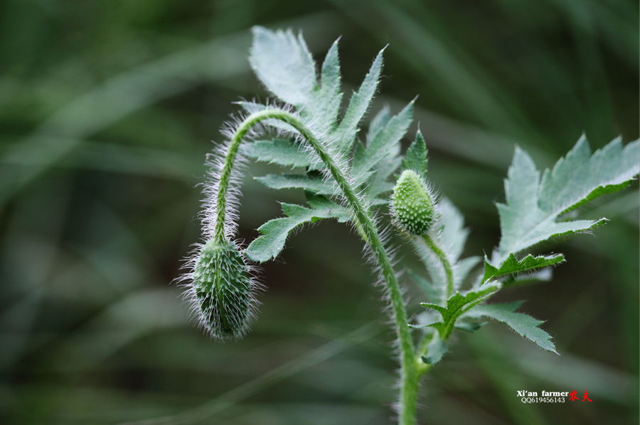 浐灞虞美人 117.JPG